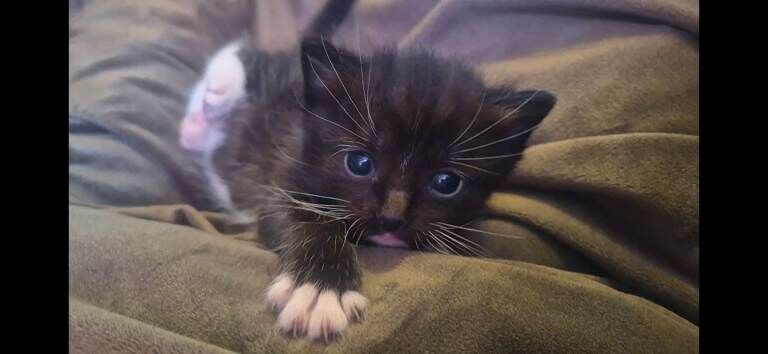 Ragdoll x kittens - Image 2 of 2