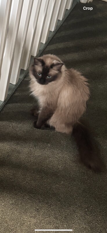 Ragdoll x kittens