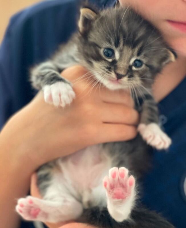 Ragdoll X Kittens