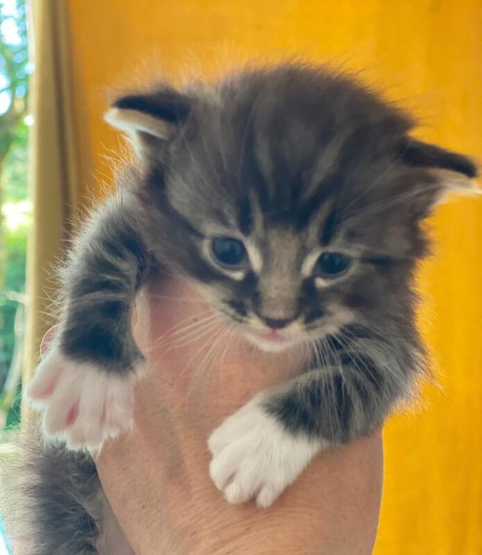 Ragdoll X Kittens - Image 2 of 4
