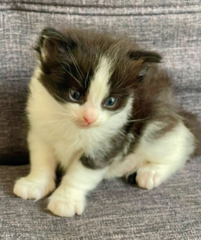 Ragdoll X Kittens - Image 3 of 4