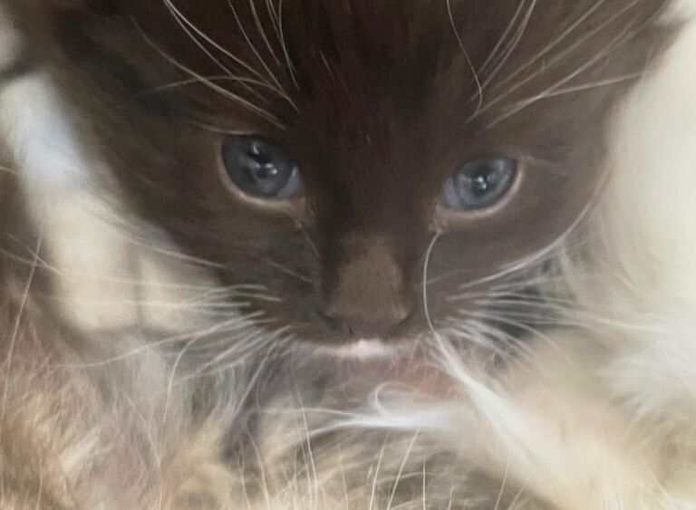 Ragdoll X Kittens - Image 4 of 4