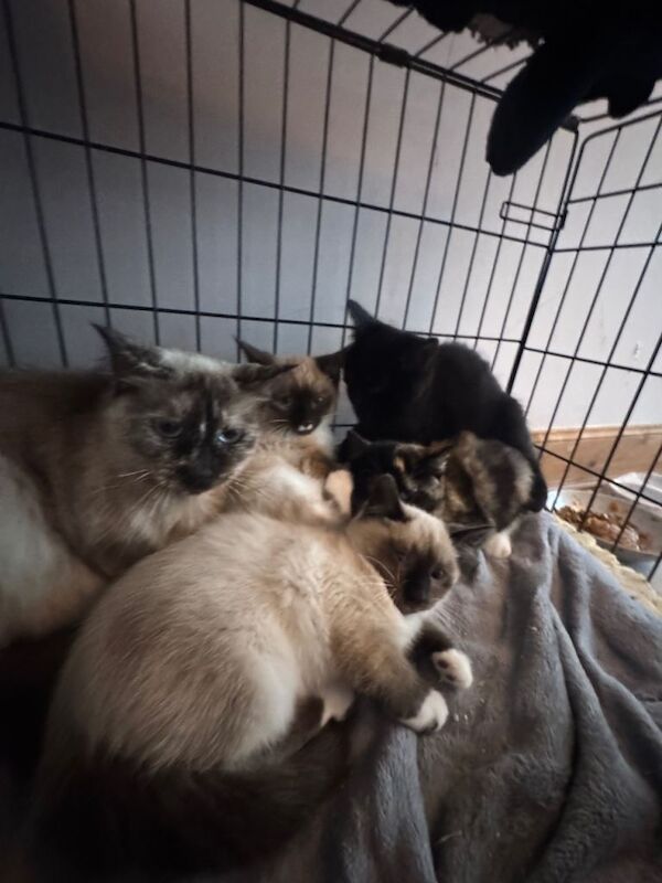 Ragdoll X kittens