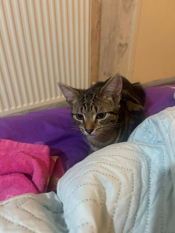 Ragdoll x kittens 4 months old for sale in Plaistow, Greater London | Image 2