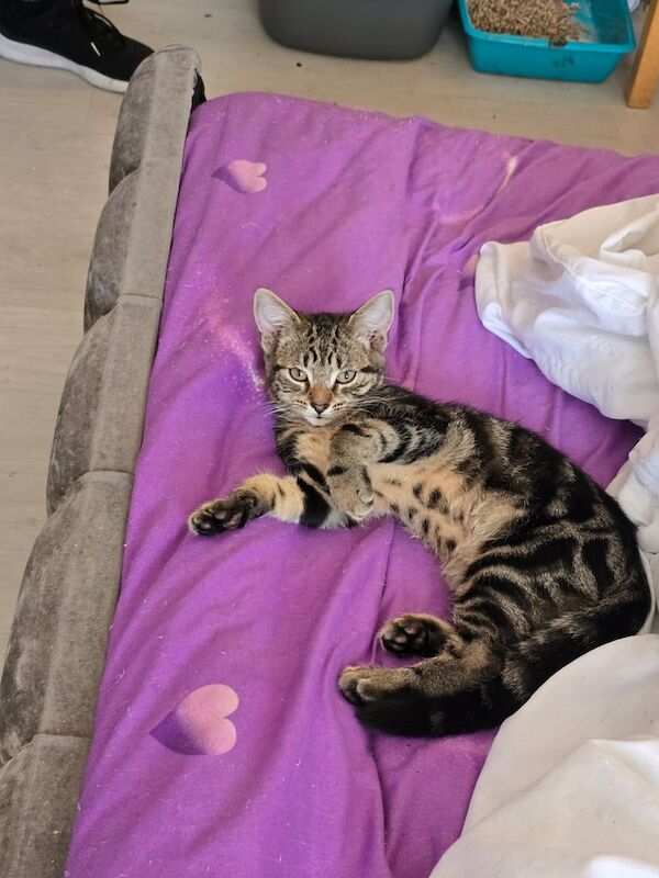 Ragdoll x kittens 4 months old for sale in Plaistow, Greater London | Image 3