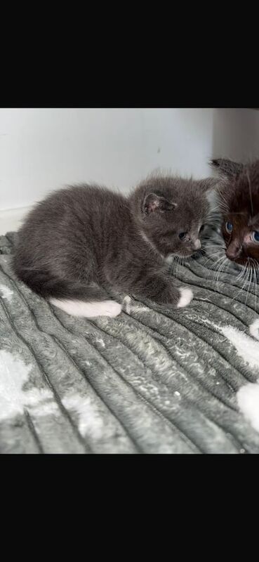 Ragdoll kittens for sale in Norwich, Norfolk – 8 weeks old