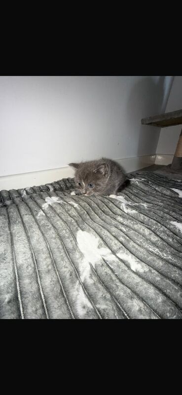 Ragdoll kittens for sale in Norwich, Norfolk – 8 weeks old - Image 2 of 3