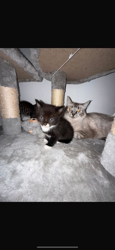 Ragdoll kittens for sale in Norwich, Norfolk – 8 weeks old - Image 3 of 3