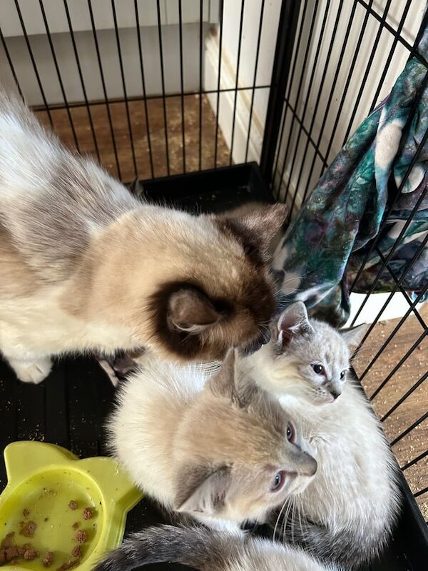 Ragdoll kittens for sale in Salisbury, Wiltshire – 8 weeks old