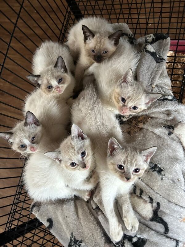 Ragdoll kittens for sale in Salisbury, Wiltshire – 8 weeks old - Image 2 of 3