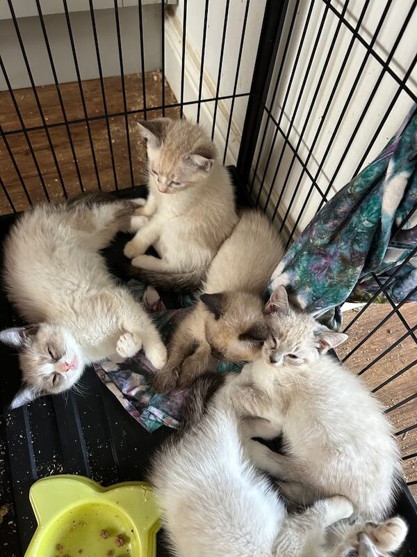 Ragdoll kittens for sale in Salisbury, Wiltshire – 8 weeks old - Image 3 of 3
