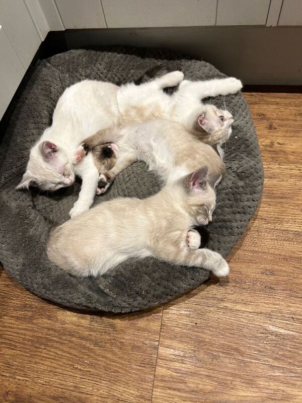 Ragdoll kittens for sale in Salisbury, Wiltshire – 11 weeks old