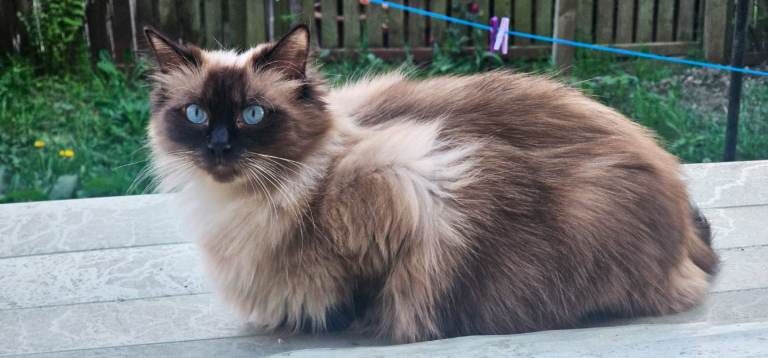 Ragdoll Kittens For Sale Under £300