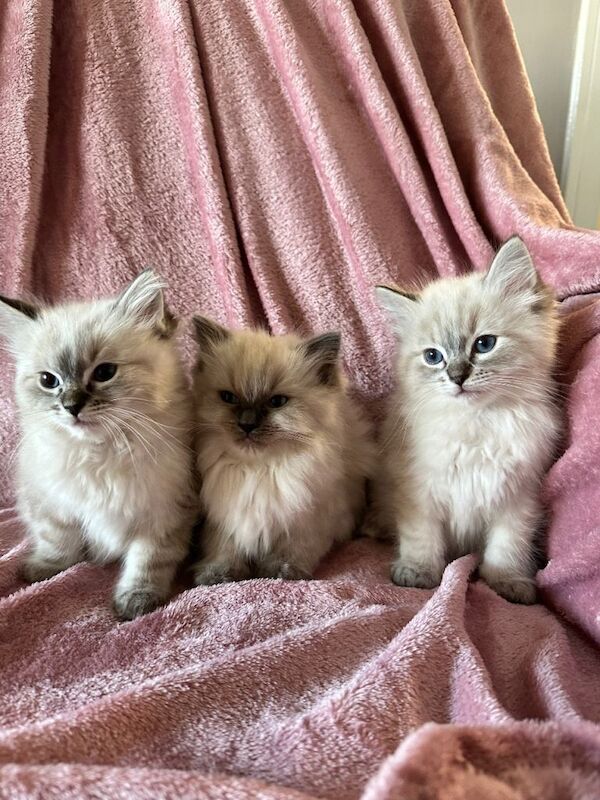 Ragdoll X Lynx Kittens - Image 2 of 5