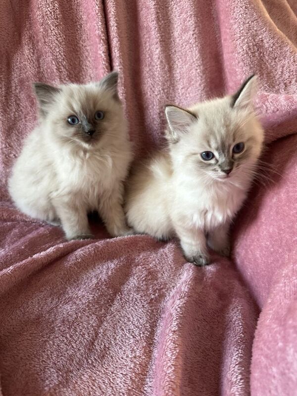 Ragdoll X Lynx Kittens - Image 3 of 5
