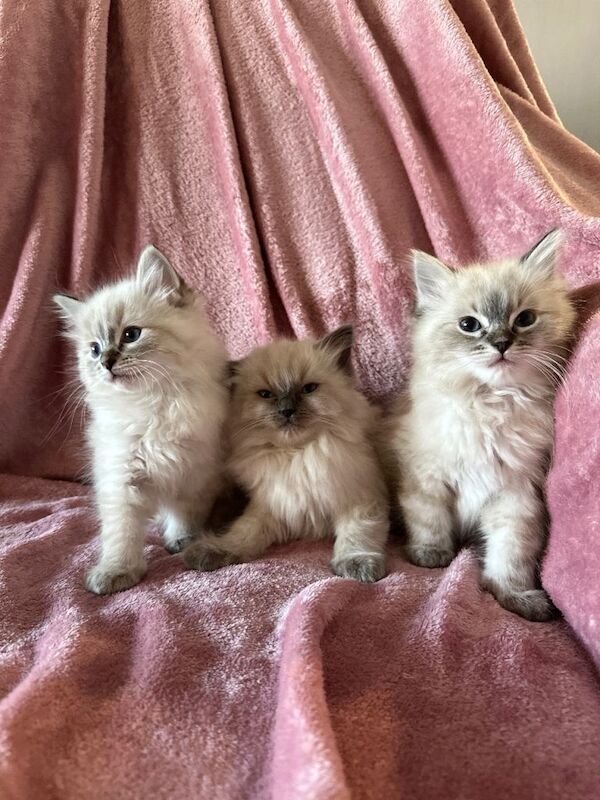 Ragdoll X Lynx Kittens - Image 4 of 5