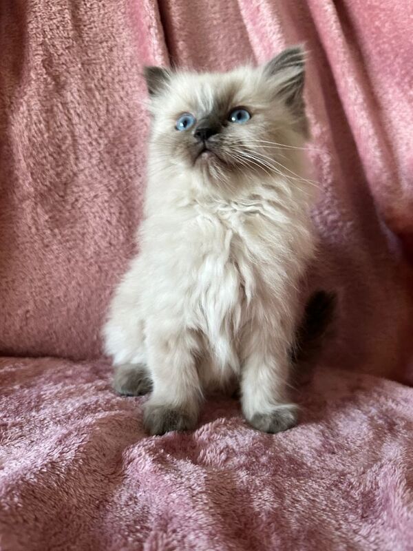 Ragdoll X Lynx Kittens - Image 5 of 5
