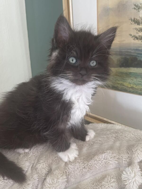 Ragdoll Kittens For Sale
