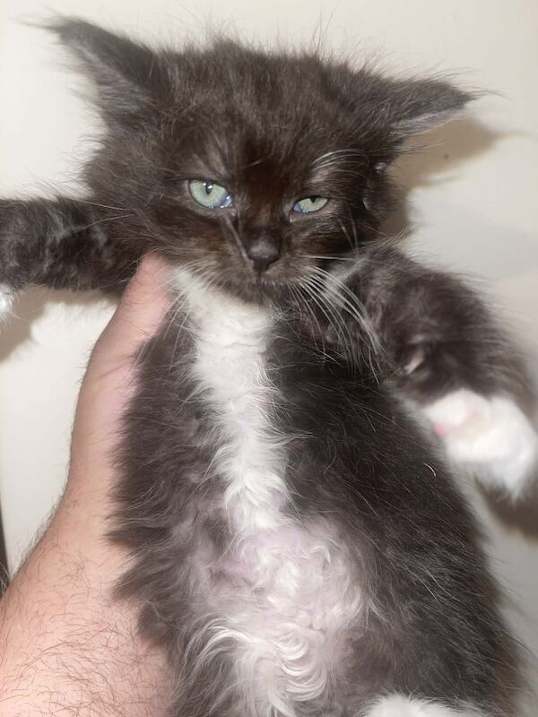 Ragdoll x Maine Coon Boy - Image 2 of 3