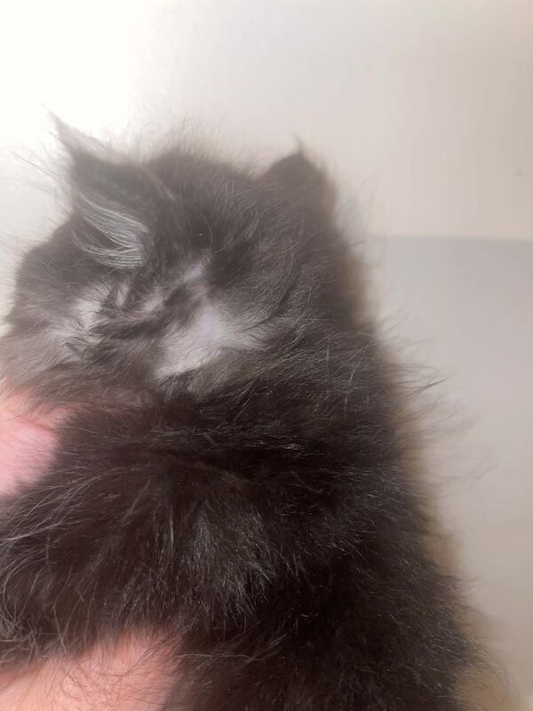 Ragdoll x Maine Coon Boy - Image 3 of 3