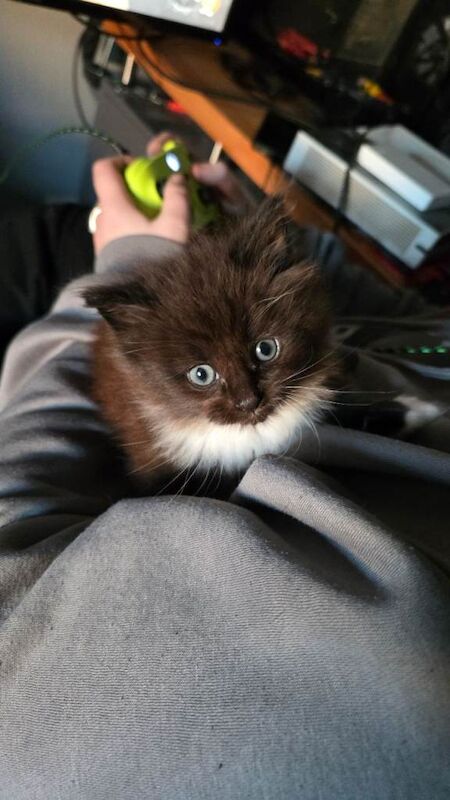 Ragdoll x Maine Coon Kitten