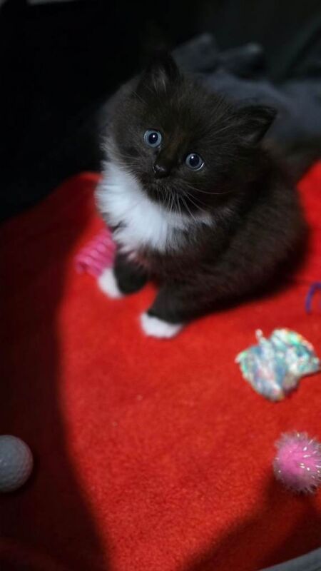 Ragdoll x Maine Coon Kitten - Image 2 of 3