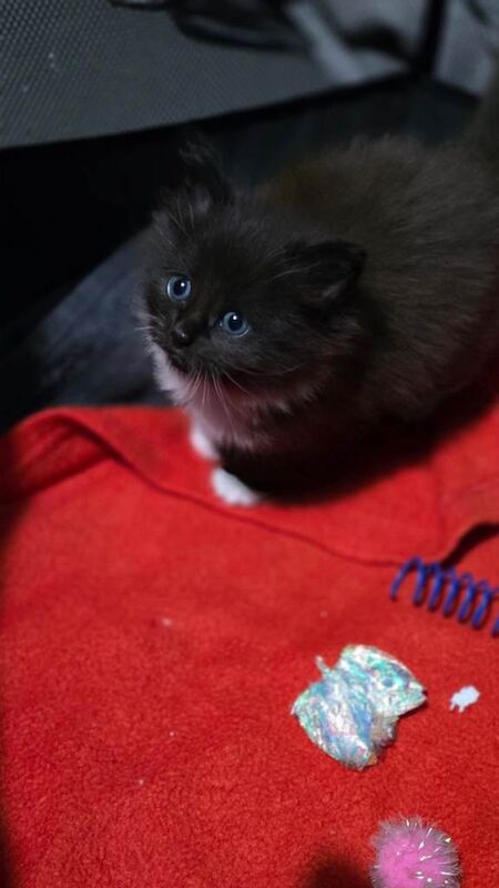 Ragdoll x Maine Coon Kitten - Image 3 of 3
