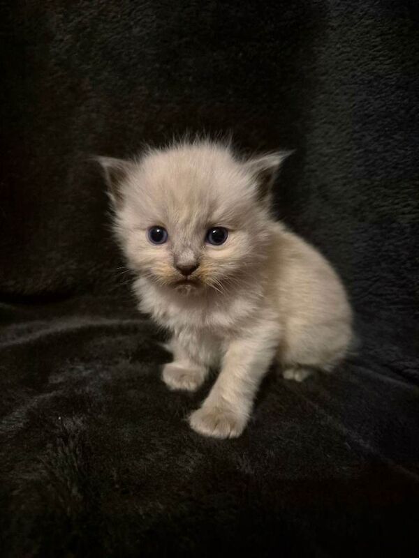 Ragdoll Kittens For Sale