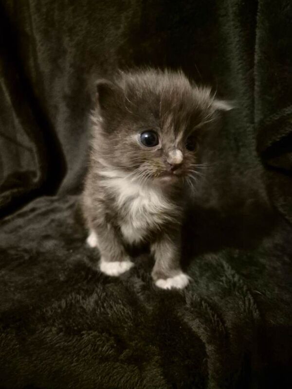 Ragdoll x Maine coon kittens for sale - Image 2 of 4