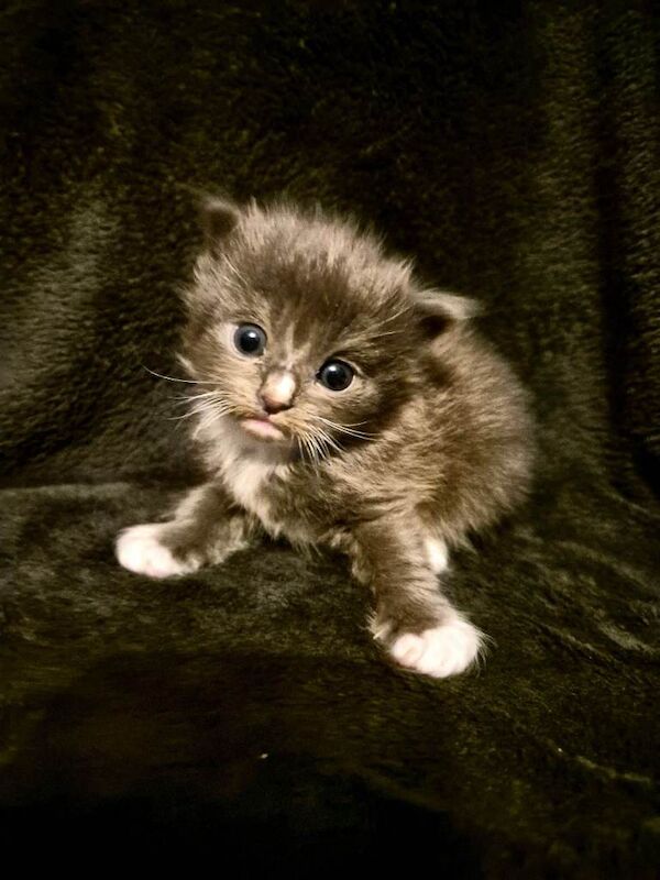 Ragdoll x Maine coon kittens for sale - Image 3 of 4