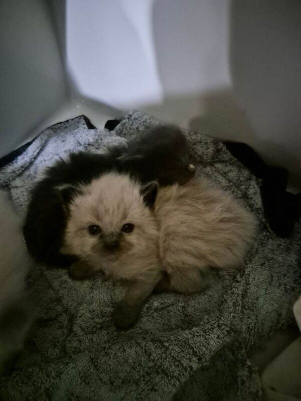 Ragdoll x Maine coon kittens for sale - Image 4 of 4