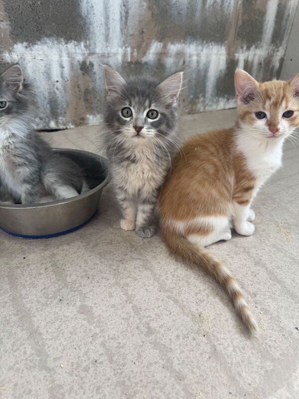 Ragdoll x Maine coon kittens for sale