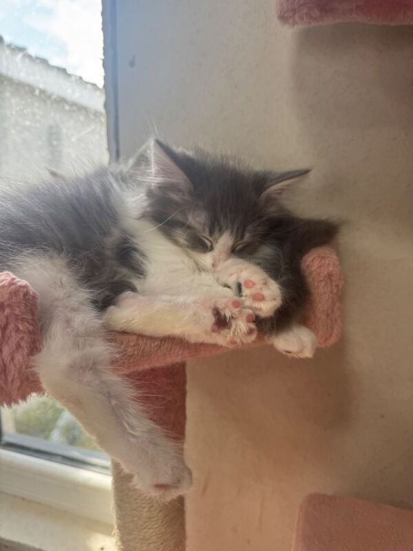 Ragdoll x Maine coon kittens for sale - Image 2 of 6