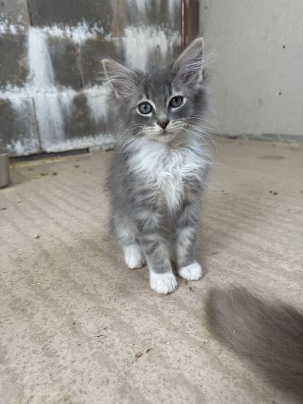 Ragdoll x Maine coon kittens for sale - Image 3 of 6