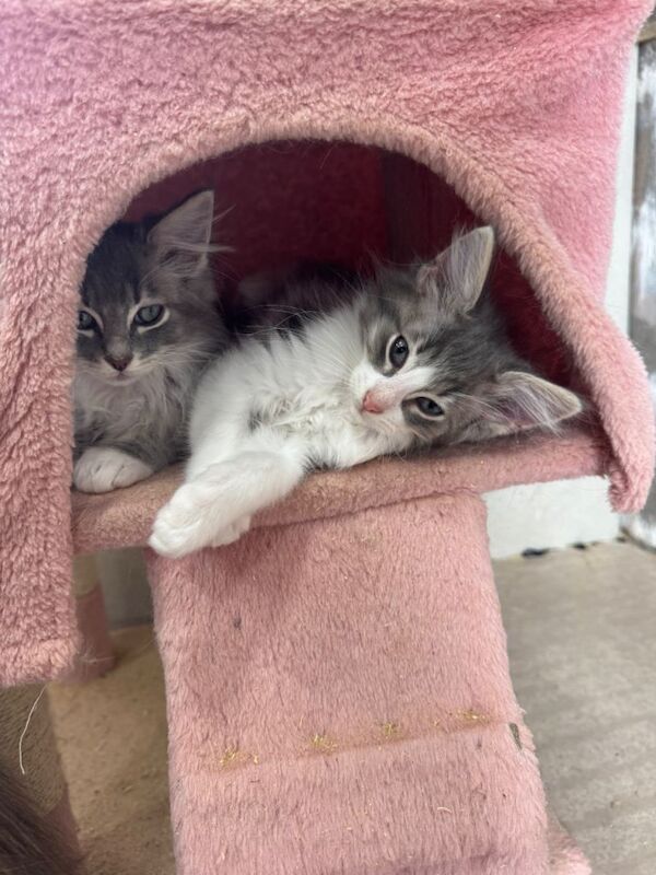 Ragdoll x Maine coon kittens for sale - Image 4 of 6