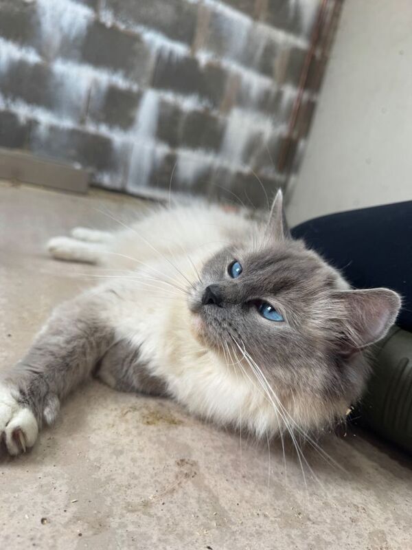 Ragdoll x Maine coon kittens for sale - Image 5 of 6