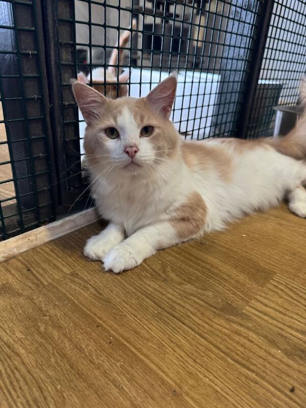 Ragdoll x Maine coon kittens for sale - Image 6 of 6