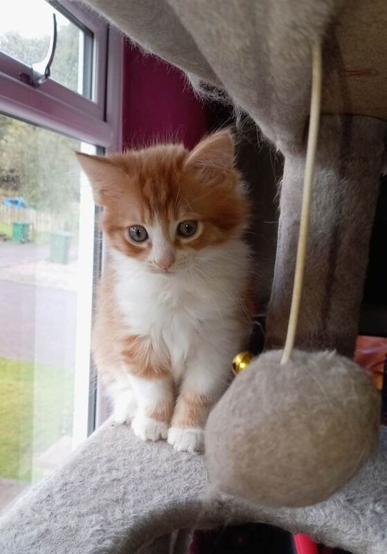 Ragdoll Kittens For Sale