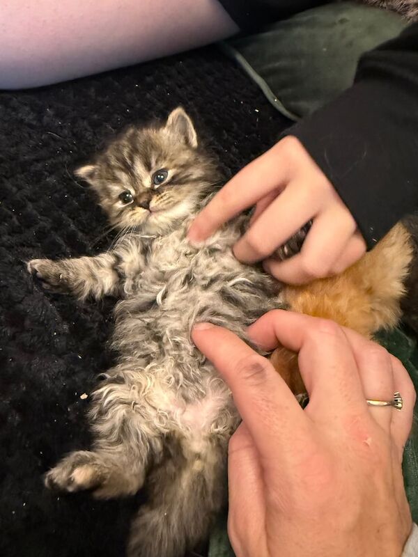 Ragdoll kittens for sale in Perth, Perth and Kinross – 4 weeks old