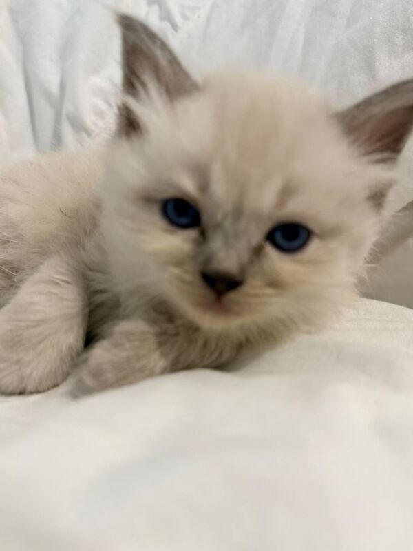 Ragdoll X Persian babies - Image 2 of 4