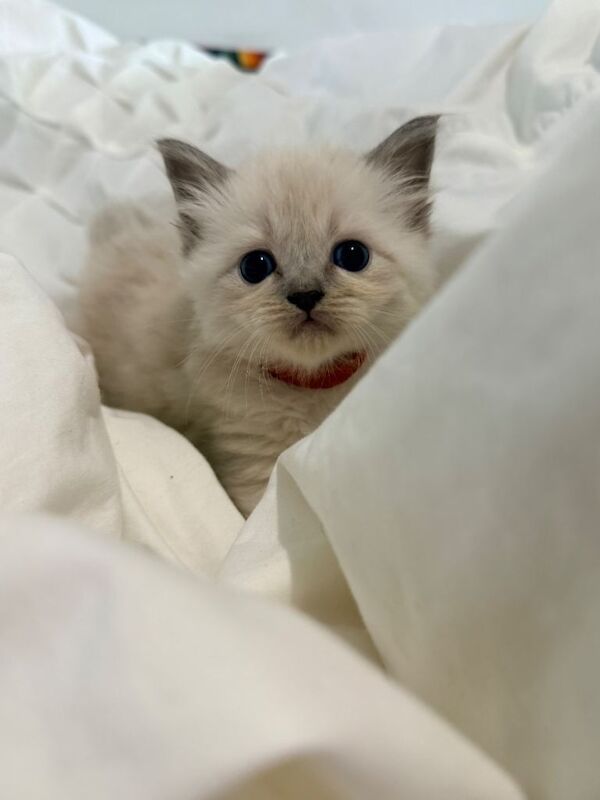 Ragdoll X Persian babies - Image 3 of 4