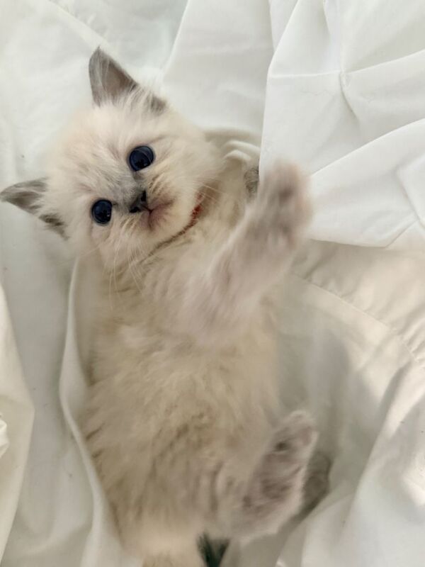 Ragdoll X Persian babies - Image 4 of 4