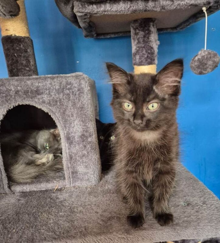 Ragdoll Kittens For Sale