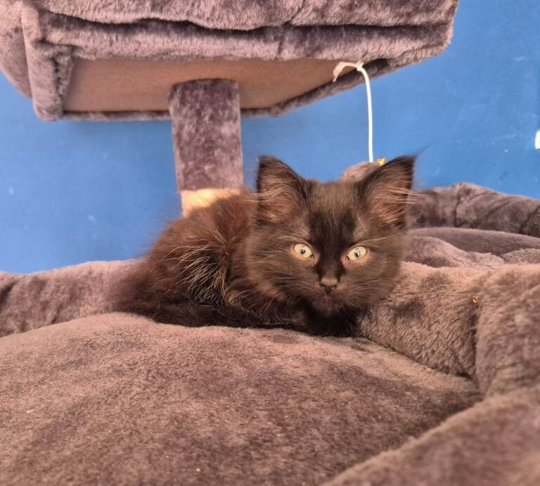 Ragdoll x persian kittens - Image 3 of 3