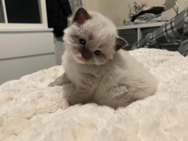 Ragdoll x Persian kittens for sale in Nantwich, Cheshire