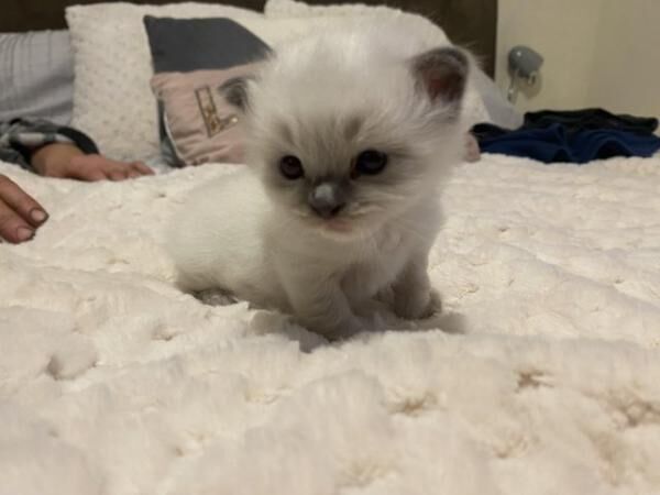 Ragdoll x Persian kittens for sale in Nantwich, Cheshire - Image 2