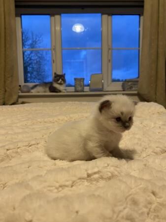 Ragdoll x Persian kittens for sale in Nantwich, Cheshire - Image 3