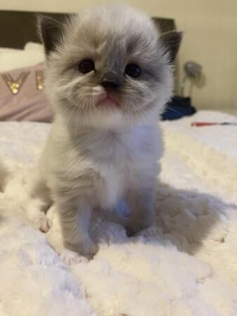 Ragdoll x Persian kittens for sale in Nantwich, Cheshire - Image 4