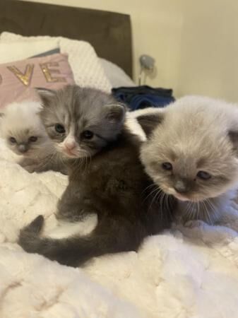 Ragdoll x Persian kittens for sale in Nantwich, Cheshire - Image 5