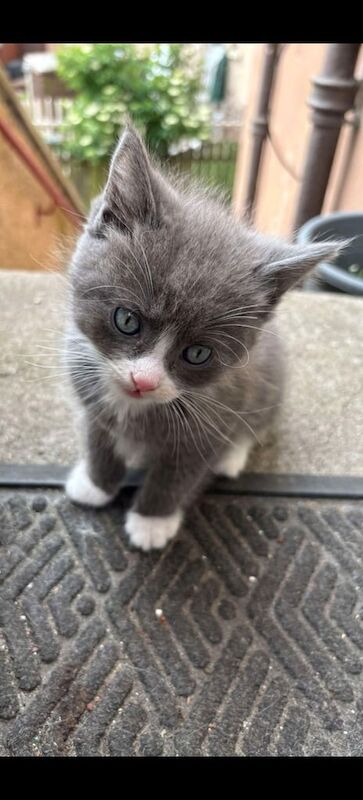 Ragdoll x russian blue kittens for sale in Coatbridge, Lanarkshire